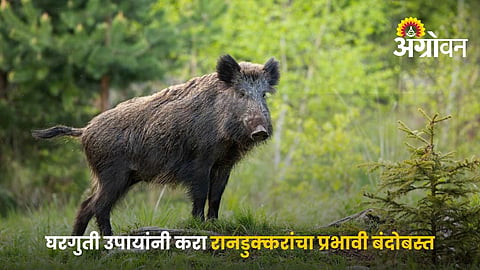 Natural Ways To Keep Wild Boars Away From crops