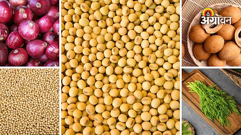 Today's fruit and vegetable market rates in Maharashtra