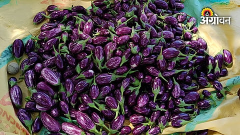 Maharashtra market arrivals of Bharit brinjal