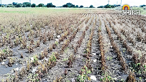 Eighty-five percent crops damaged in Dharashiv