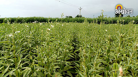 Farmer tips for sesame threshing and storage