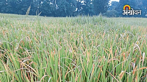 Paddy crop damage in Sindhudurg villages