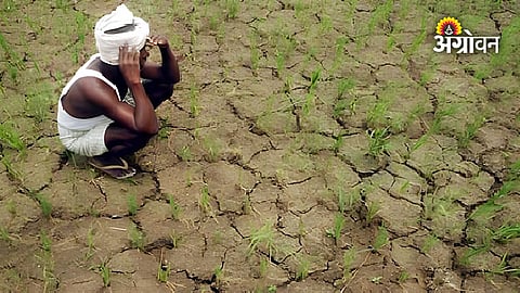 Farmers worried due to monsoon break in Pune
