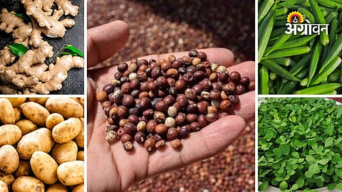 Maharashtra agricultural market rates today