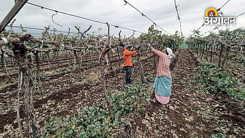 Nashik Grape Farmers Accelerate Vineyard Pruning Operations