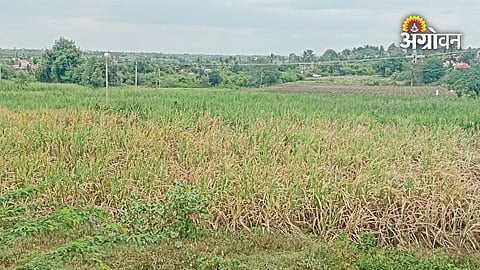 Tanu farmers facing crop problems due to dry spell