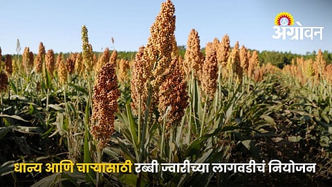 Rabi Sorghum Farming Guide