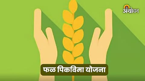 Fruit Crop Insurance
