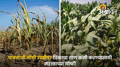 Crop Management After Rain