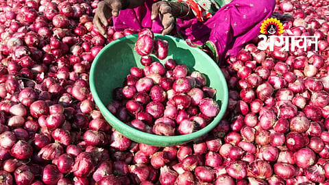 Onion Export Market