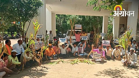 Farmers Hand Over Dried Crops To Tehsildar Over Crop Survey Delay