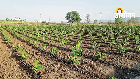 Banana Orchard Management
