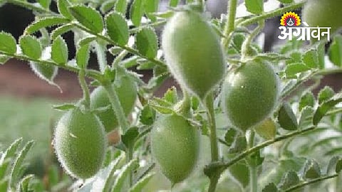 Rabi Jowar, Chickpea And Safflower Seeds Now Available