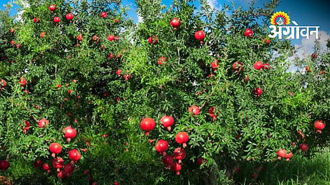 India-Israel Training Focuses On Modern Pomegranate Production