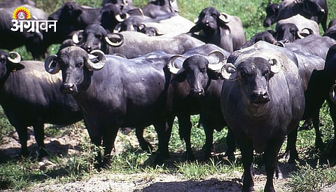 Indian Buffalo