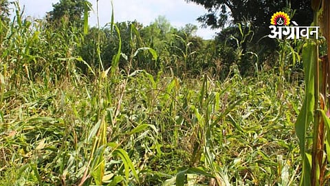 Collector Directs Officials To Monitor Crop Conditions Closely