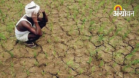 Kharif Crops Wilt As Rain Break Continues Across Maharashtra