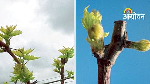 Zero Residue Grapes Production
