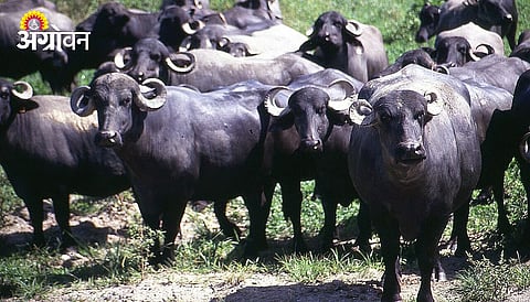 Livestock Product Exports