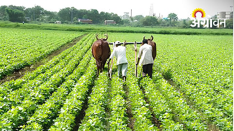 Shirala Farmers Seek Daytime Power Supply For Irrigation