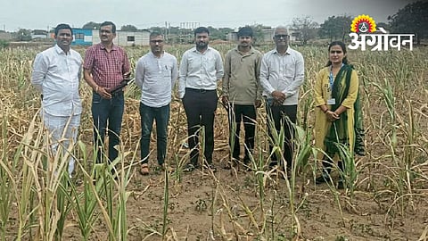 Rainfall Deficit Delays Rabi Sowing In Mohol