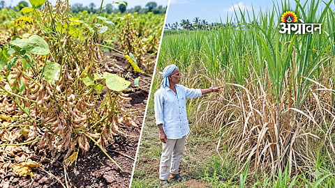 Rainfall shortage impacts Kharif crops