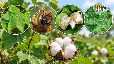 Cotton disease management for Maharashtra farmers