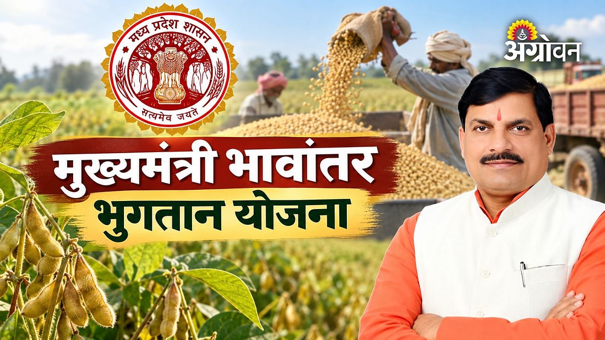 मध्य प्रदेशात सोयाबीनसाठी पुन्हा भावांतर योजना