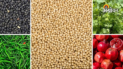 Daily market rates for jowar urad and vegetables