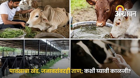 Livestock Care During Rain Break
