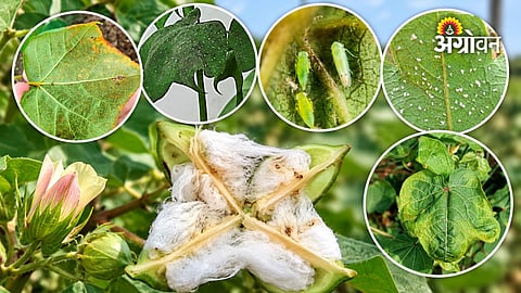Integrated cotton pest management during flowering and boll development