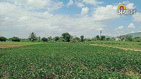 Soybean crop growth affected by irregular rainfall
