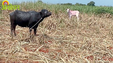 Dried Sugarcane Crops