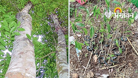 Agarwood Farming