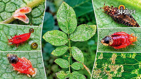Black Vine Thrips control measures for farmers