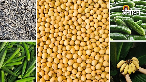 Maharashtra crop market price update