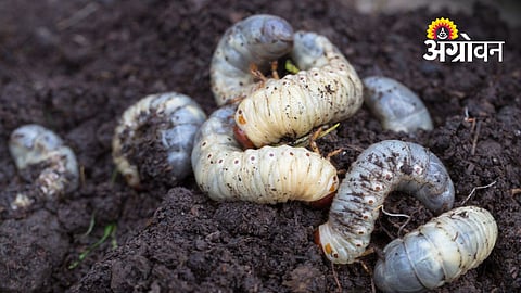 Sugarcane White Grub Management Practices