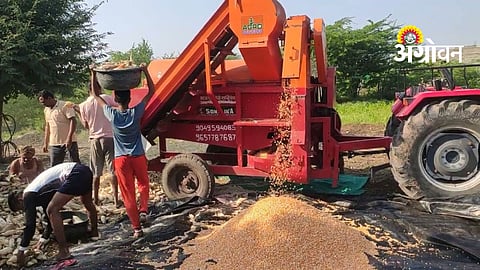 Maize Threshing
