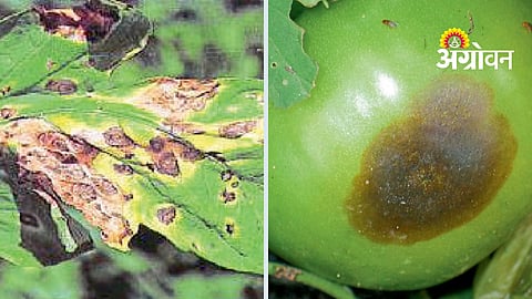 Blight Management