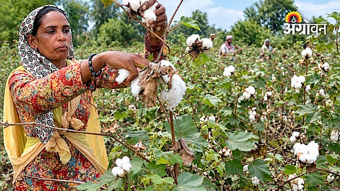 Cotton market activity after Dussehra