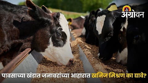 Mineral Mixture Important For Livestock
