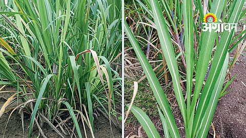 Sugarcane Viral Diseases