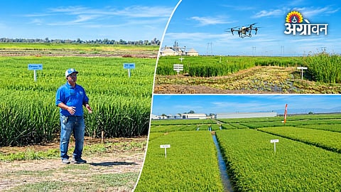 American rice farming technology