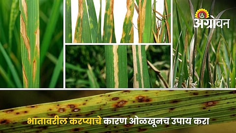 Rice Leaf Blight Control Measures