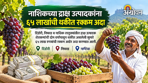 Dindori Niphad Nashik grape farmers payment cleared