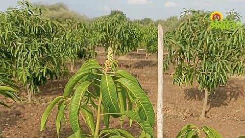 Orchard Water Management