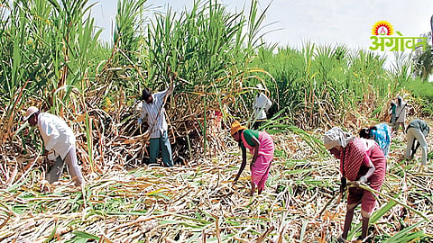 Premature Sugarcane Cutting Impact