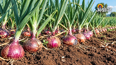 Rainfall impact on onion cultivation