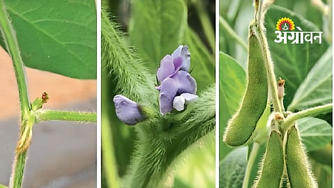 Soybean Crop Management