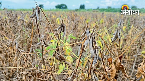 Vidarbha Rain Deficit 